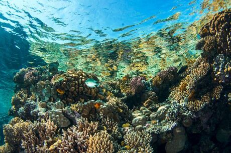 Sharm El Sheikh Turu Ajet Havayolları ile 4 Gece Her Şey Dahil Oteller