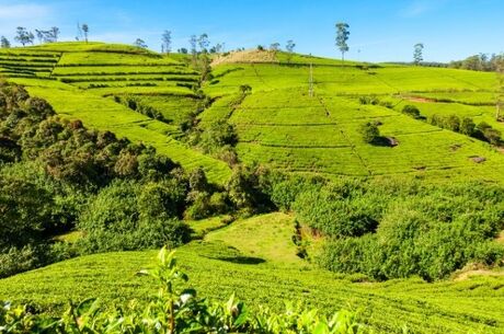 Sri Lanka Turu Salam Air Havayolları İle 6 Gece 8 Gün